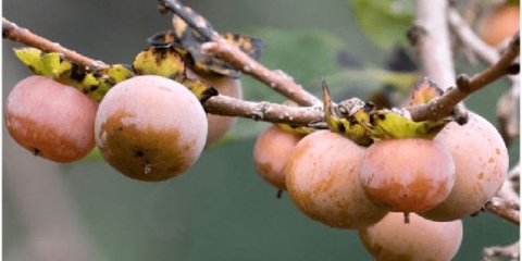 Divlji kavkaski kaki: koristi i štete, fotografija, uzgoj